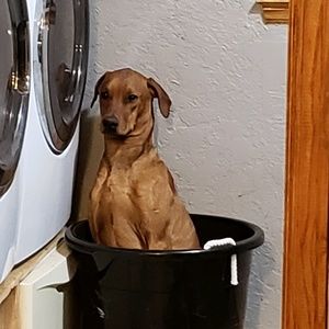 Meet your Posher, Dwayne